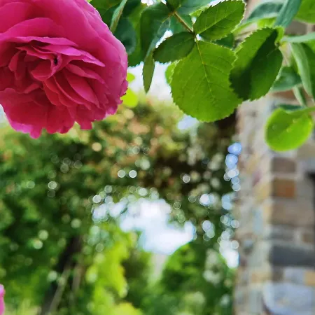 Eifelrose *