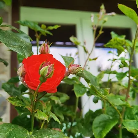 Eifelrose