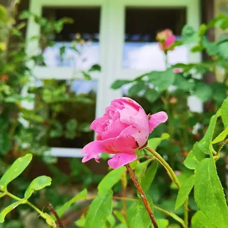 Eifelrose Casa de Férias