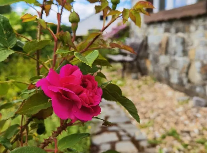 בית נופש Eifelrose זימראת'